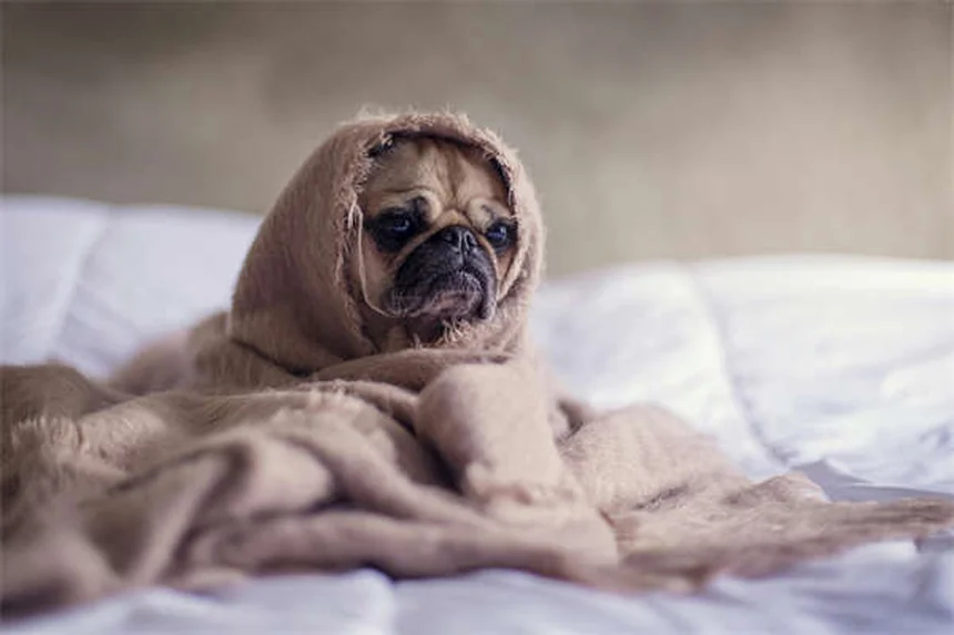 French Bulldog vs Boston Terrier: 5 Diferenças Essenciais Que Você Precisa Saber