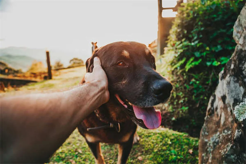 Infecção Renal em Gatos: Sintomas, Causas e Tratamento