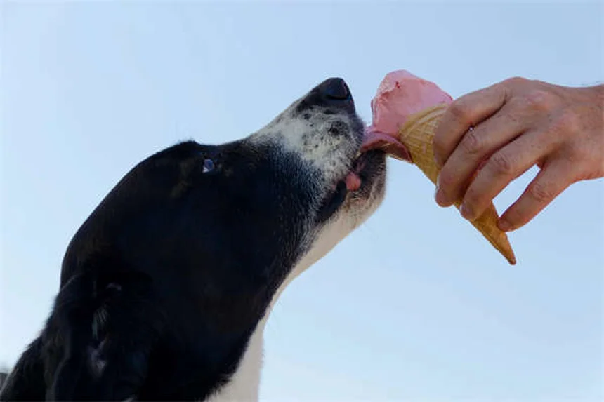Úlceras gástricas em cavalos: 5 sinais que seu animal está sofrendo