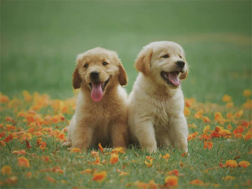 Voriconazol para Pets: Tudo o que Você Precisa Saber