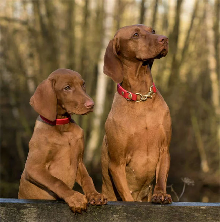 Por que os cães comem terra? Descubra as causas e soluções!