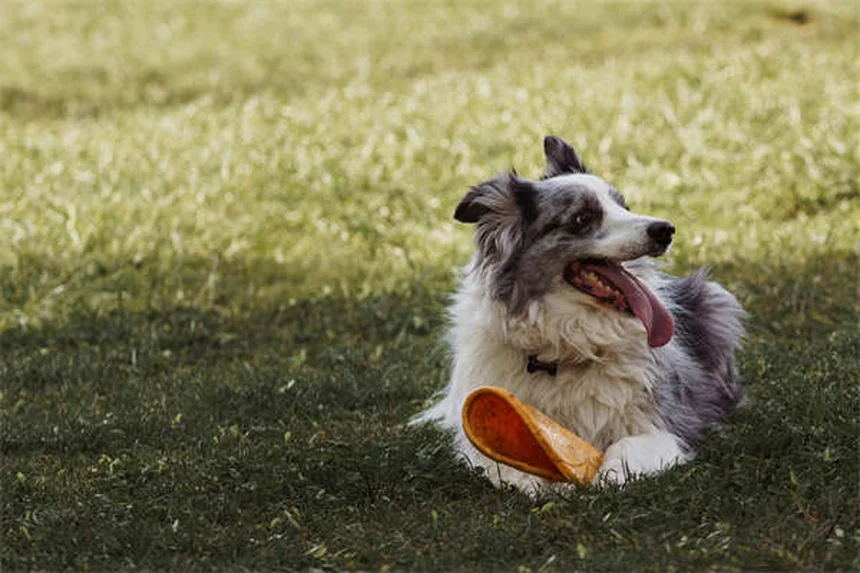 Meu Cachorro Comeu Sílica Gel: O Que Fazer? Guia Completo