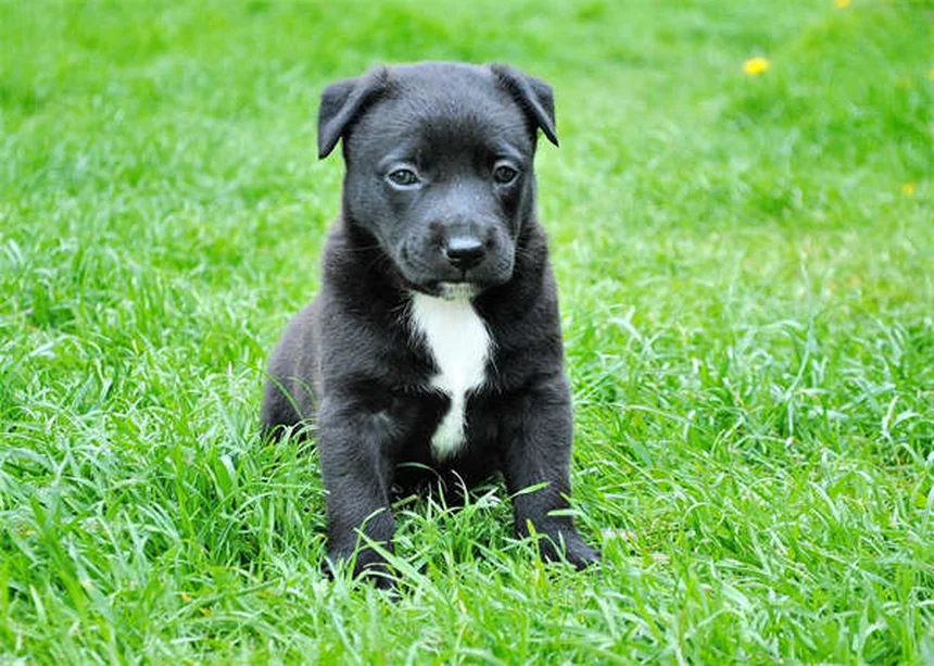 Puppy Strangles: O Que É e Como Tratar Essa Doença em Filhotes