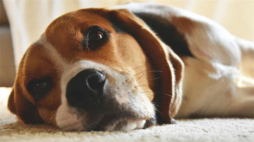 Como evitar que seu gato faça spray em casa: 5 dicas infalíveis