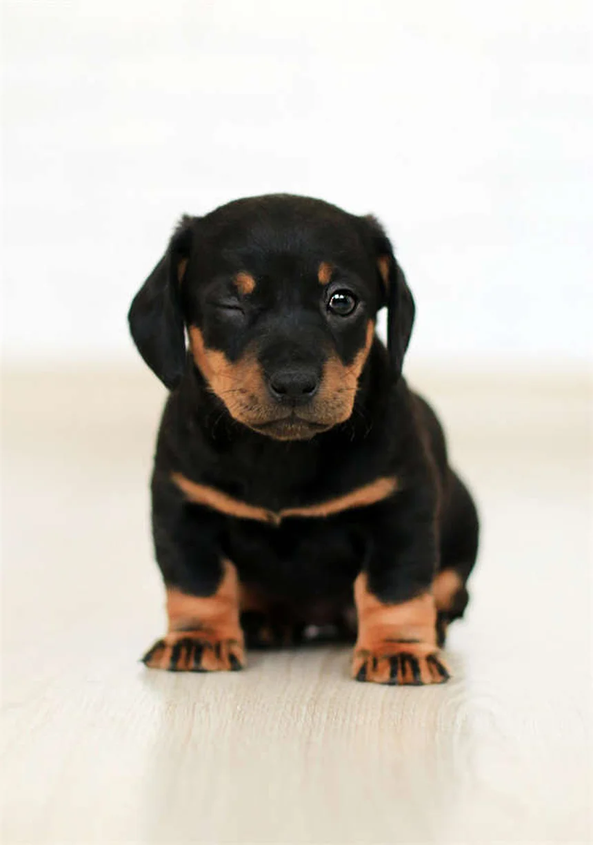 Como Saber Se Seu Cachorro Não Gosta de Outros Cães? 5 Sinais Cruciais