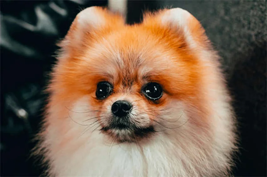 Siringomielia em Cães: Tudo o Que Você Precisa Saber Sobre SM e CM