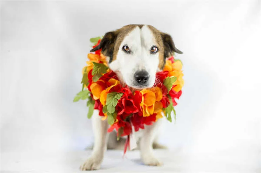 Osteoartrite em Coelhos: Sintomas, Tratamento e Prevenção