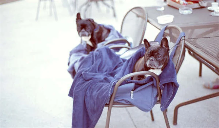 Ptyalism em Coelhos: Sintomas, Causas e Tratamento (2024)