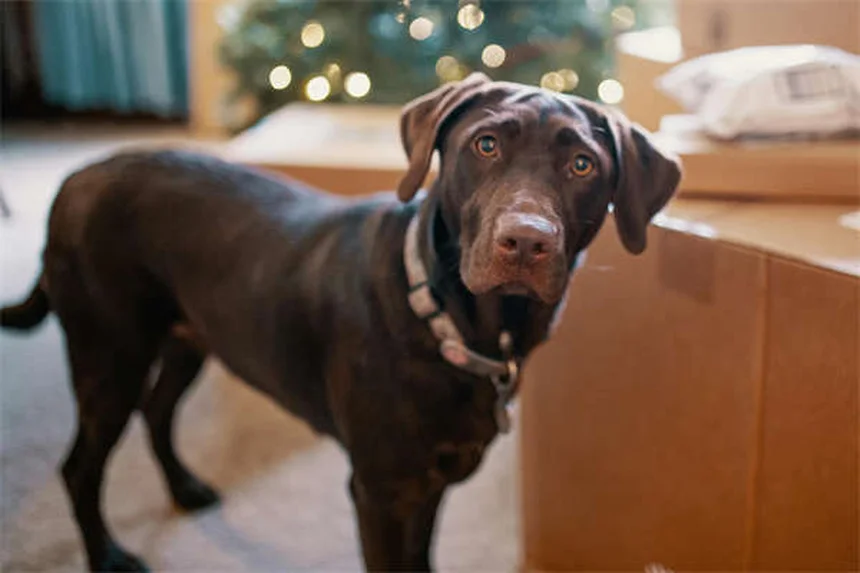 Como ajudar um cachorro com medo de tudo: 5 dicas essenciais