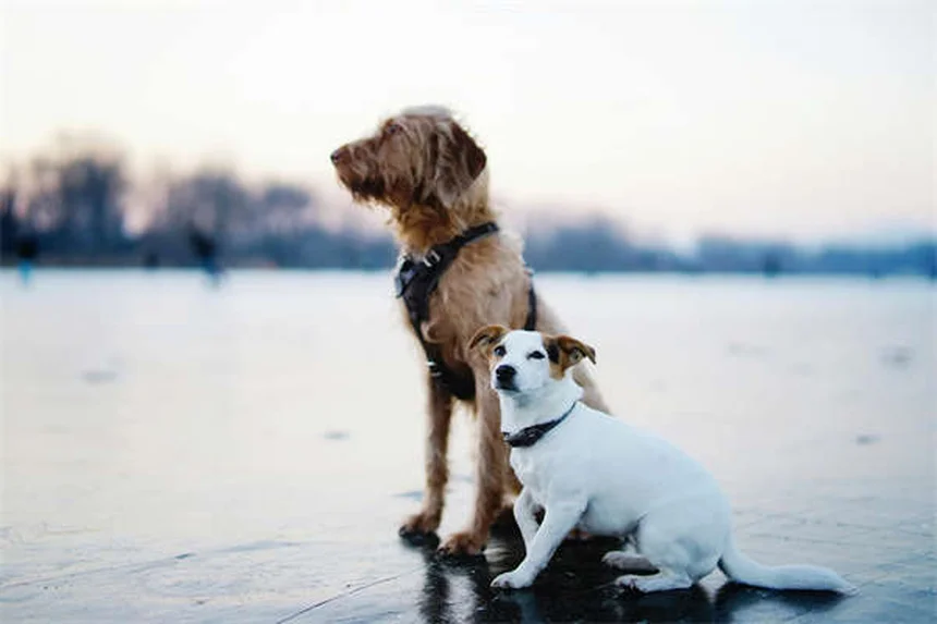 7 Dicas Infalíveis para Manter Seu Pet Fresco no Verão