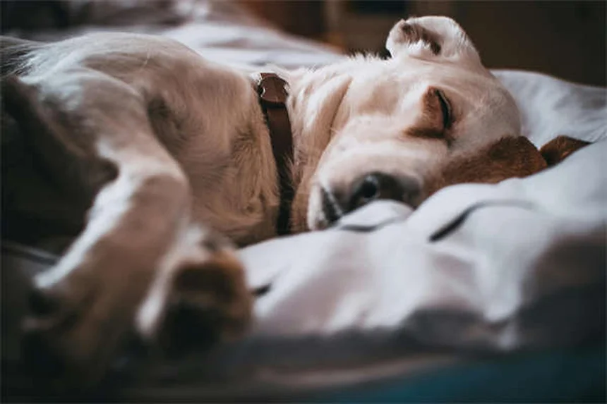 Como Eliminar Pulgas em Gatos: 5 Métodos Eficazes que Funcionam