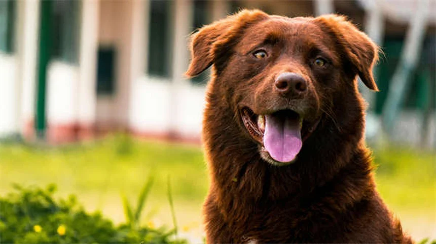 Como reduzir o cheiro do furão: 5 dicas essenciais para donos
