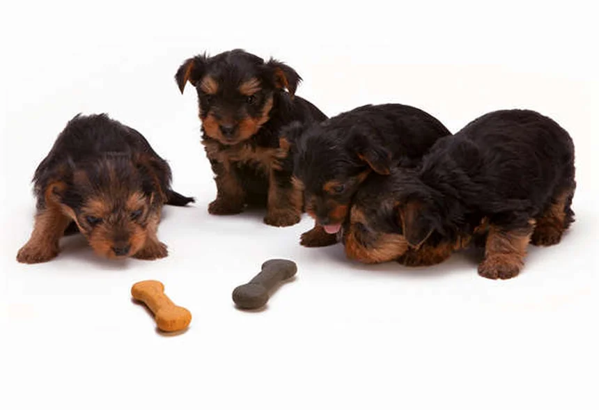Lure Coursing para Cães: Tudo Sobre o Esporte que Libera o Instinto Canino