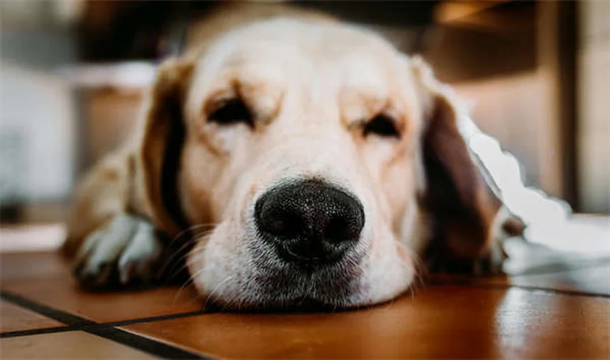 Lure Coursing para Cães: Tudo Sobre o Esporte que Libera o Instinto Canino