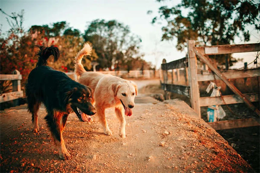 Lure Coursing para Cães: Tudo Sobre o Esporte que Libera o Instinto Canino