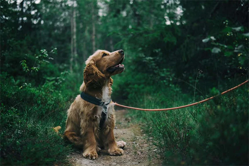 Raça de cão define comportamento? Descubra a verdade!