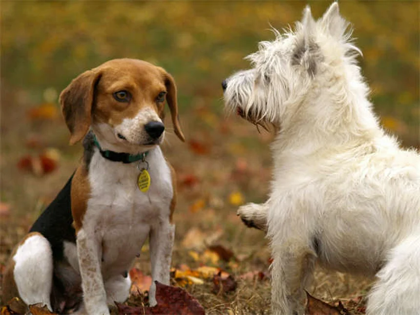 Raça de cão define comportamento? Descubra a verdade!