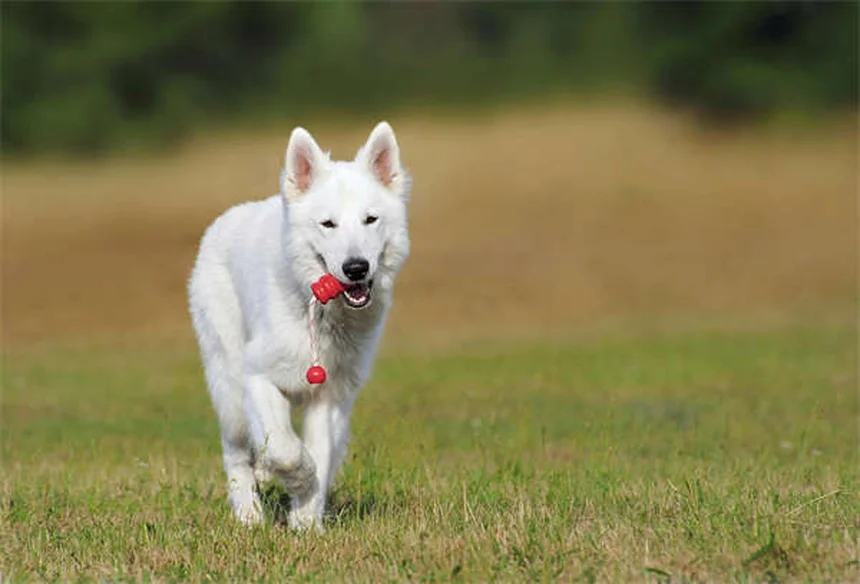 Raça de cão define comportamento? Descubra a verdade!