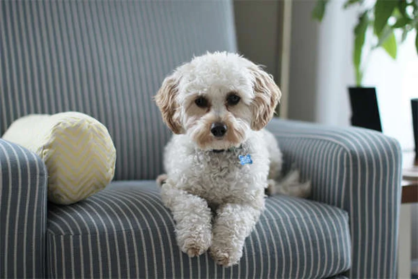 Hot spots em cães: causas, tratamento e prevenção