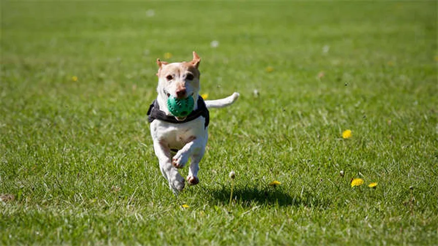 Hot spots em cães: causas, tratamento e prevenção