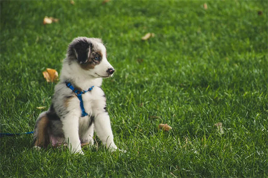 Hot spots em cães: causas, tratamento e prevenção