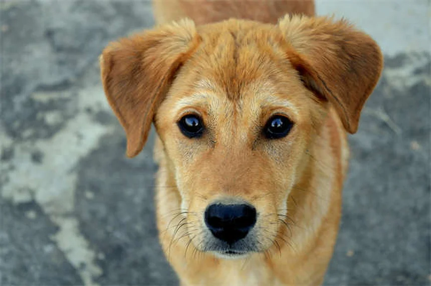 Nariz escorrendo em cães: causas e o que fazer imediatamente
