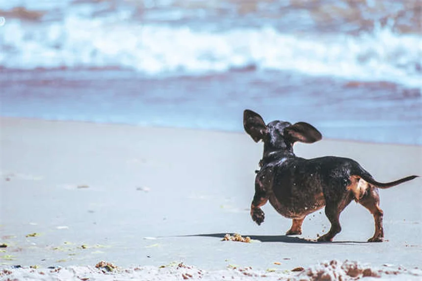 Nariz escorrendo em cães: causas e o que fazer imediatamente