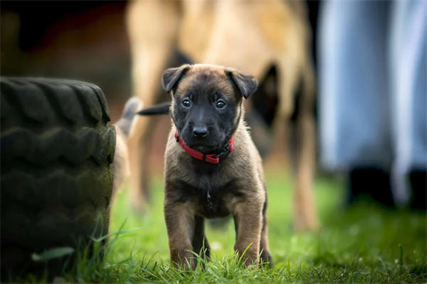 Taurina para pets: guia completo sobre benefícios e suplementação