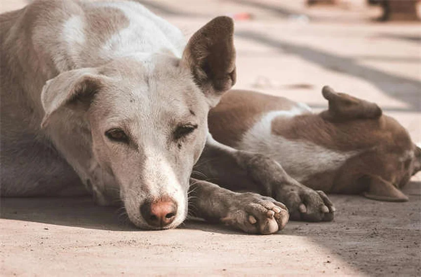 Como remover carrapatos do seu cão em 5 passos seguros