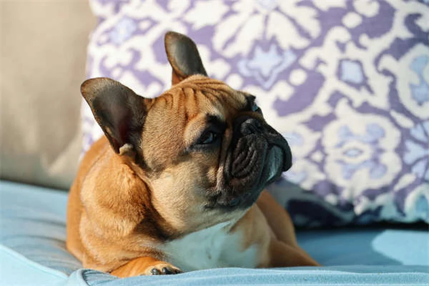 Como remover carrapatos do seu cão em 5 passos seguros