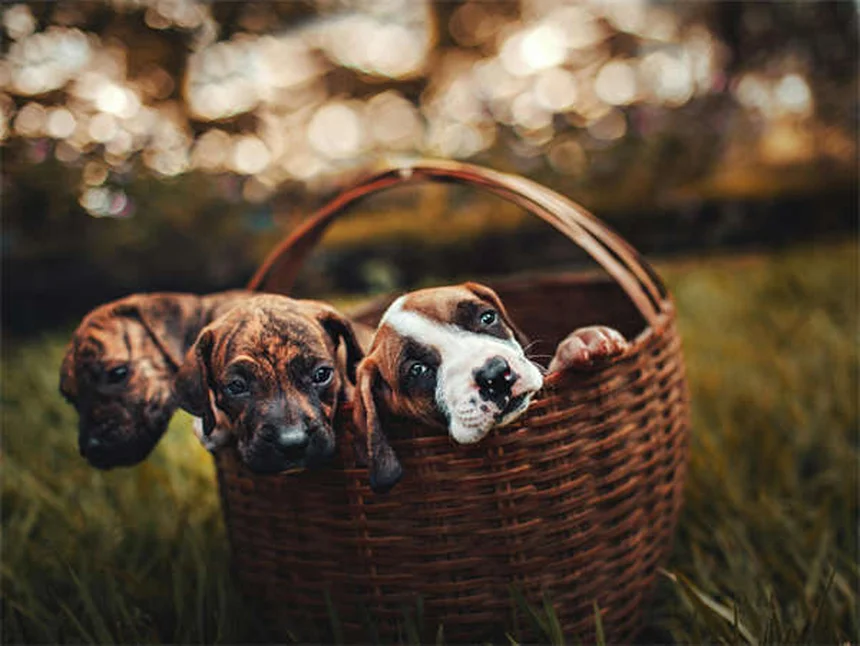 Como os Cães Transpiram? Descubra os Segredos da Sua Pele!